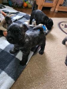 Adorable Furever Friends