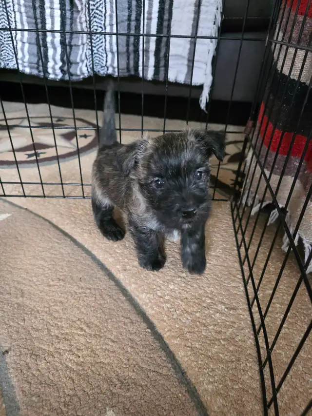 Adorable Furever Friends - Photo 2
