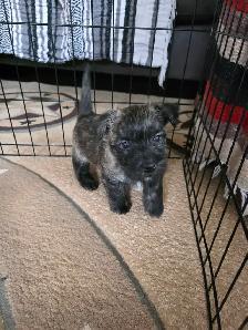 Adorable Furever Friends - Photo 2