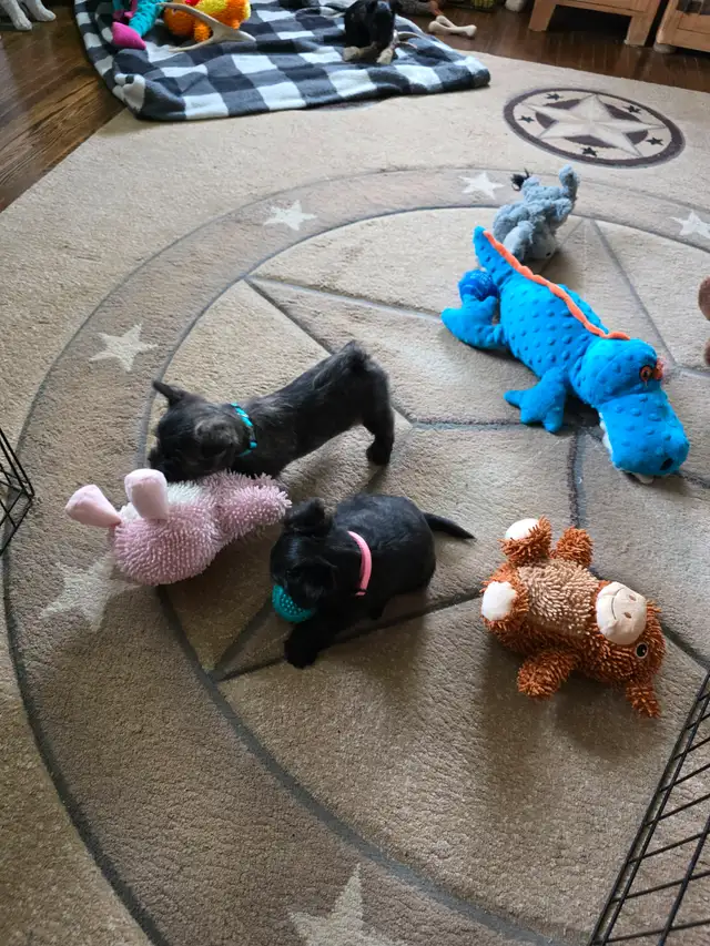 Adorable Furever Friends - Photo 3