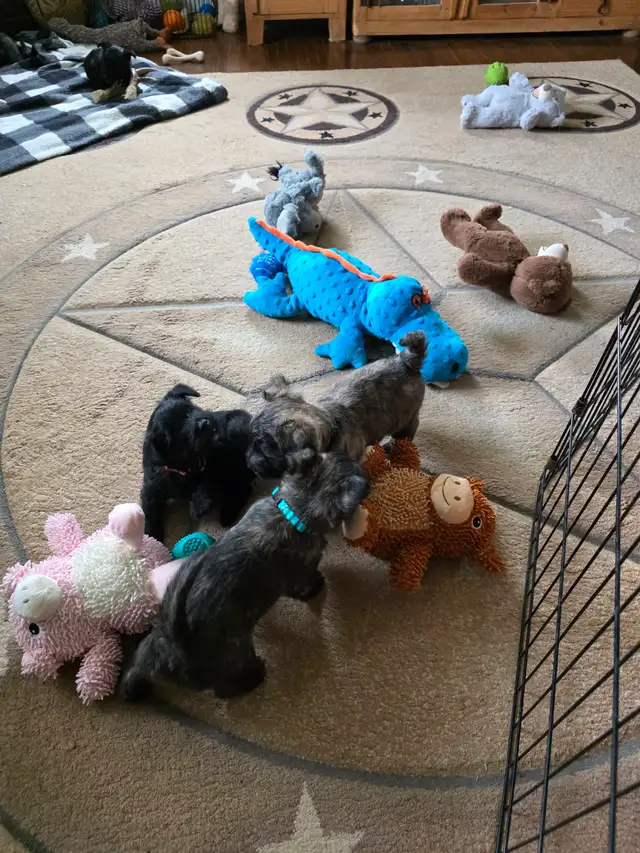 Adorable Furever Friends - Photo 4