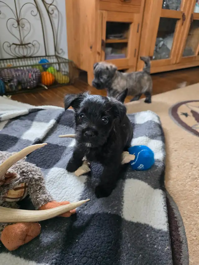 Adorable Furever Friends - Photo 5