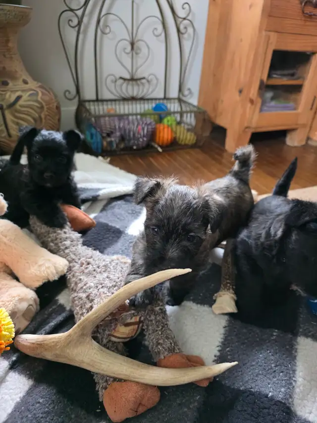 Adorable Furever Friends - Photo 6
