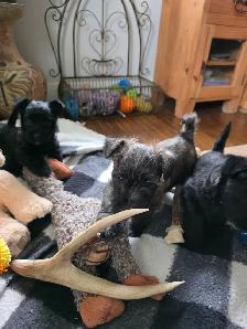 Adorable Furever Friends - Photo 6