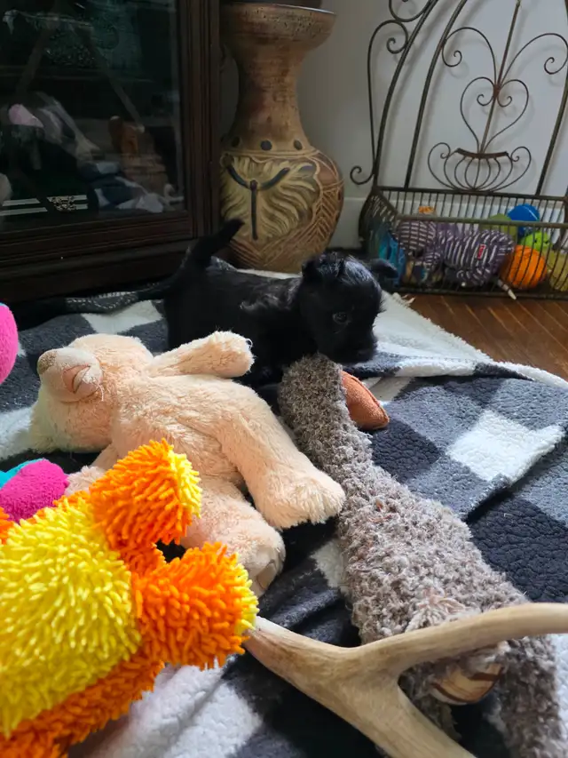 Adorable Furever Friends - Photo 7