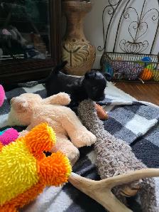 Adorable Furever Friends - Photo 7