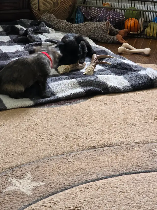 Adorable Furever Friends - Photo 8