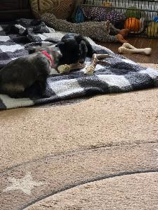 Adorable Furever Friends - Photo 8