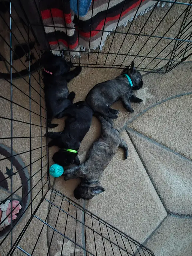 Adorable Furever Friends - Photo 9