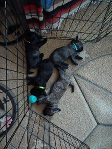 Adorable Furever Friends - Photo 9