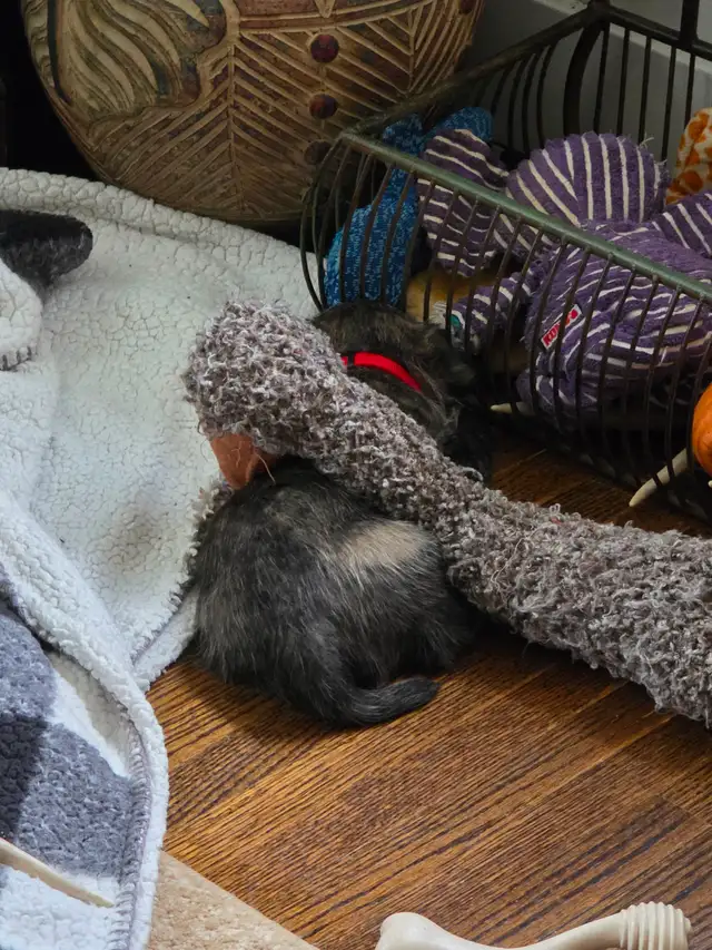 Adorable Furever Friends - Photo 10