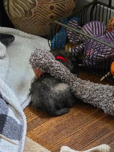 Adorable Furever Friends - Photo 10