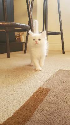 Ragdoll Kittens 7.5 weeks old