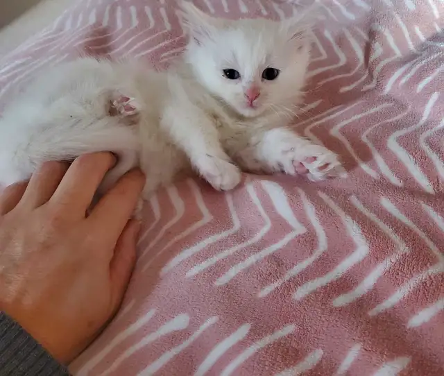Ragdoll Kittens 7.5 weeks old - Photo 3