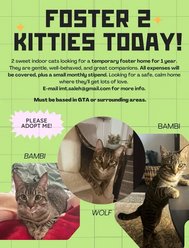 foster two precious cats for one year
