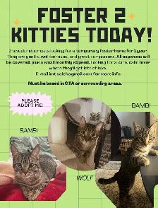 foster two precious cats for one year