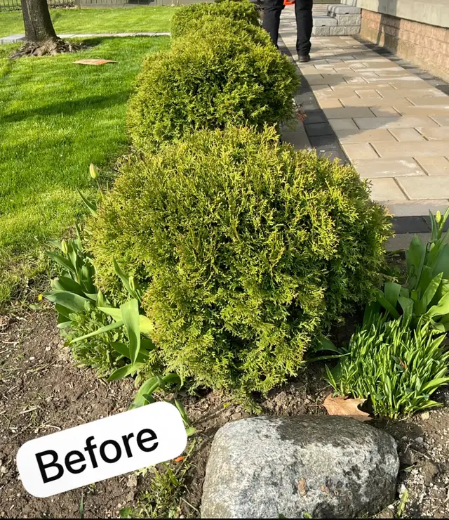 sod installation, grass cutting and pressure wash - Photo 7