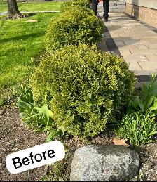 sod installation, grass cutting and pressure wash - Photo 7