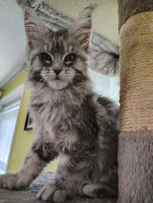 Maine Coon Kittens