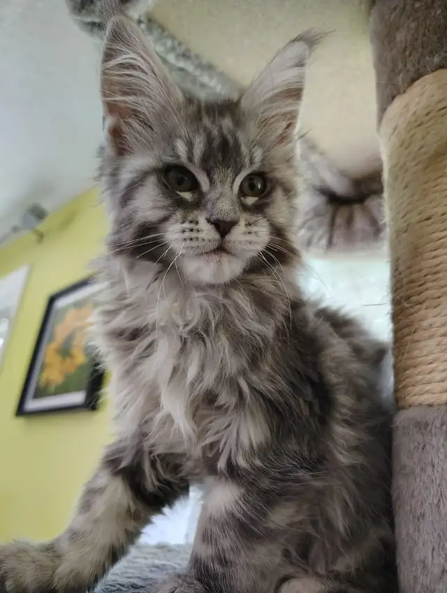Maine Coon Kittens - Photo 2