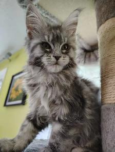Maine Coon Kittens - Photo 2