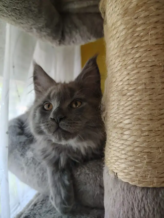 Maine Coon Kittens - Photo 3