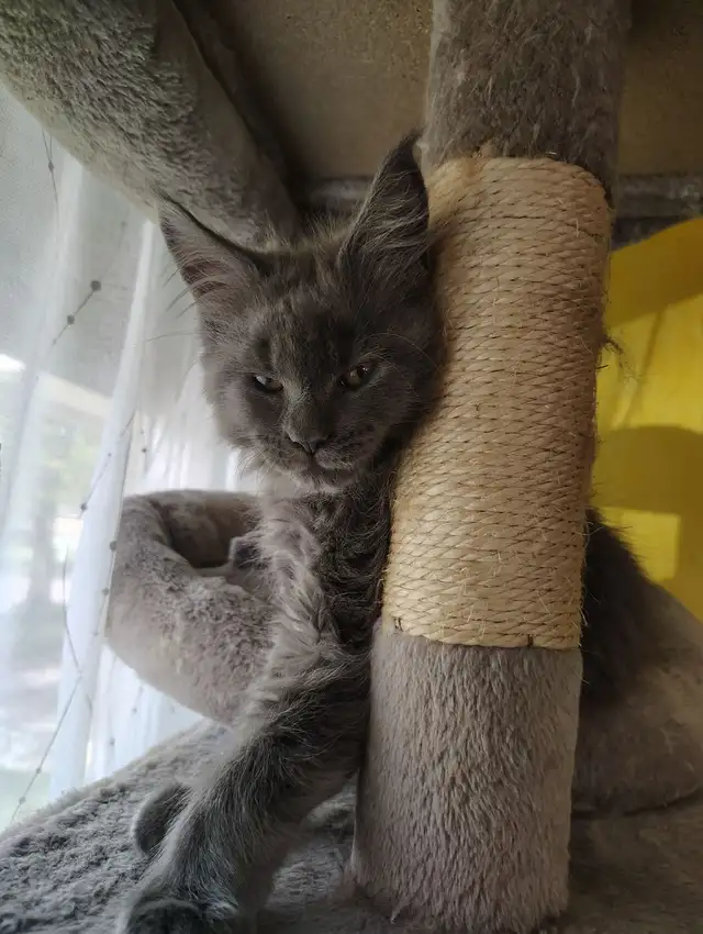 Maine Coon Kittens - Photo 4
