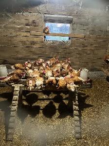 lives chicken.