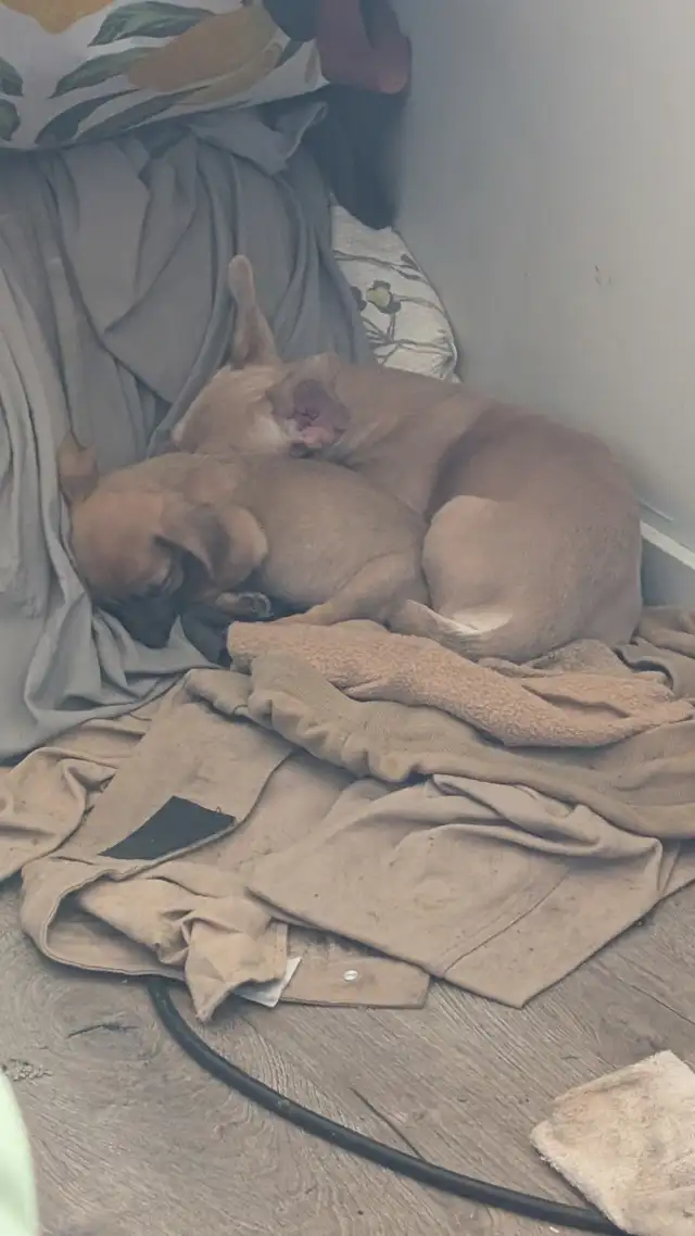 CHIWEENIES!