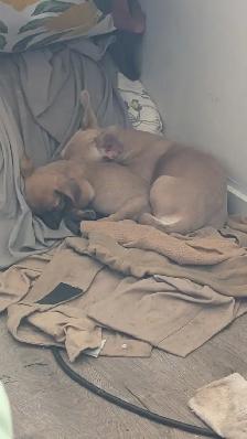 CHIWEENIES!