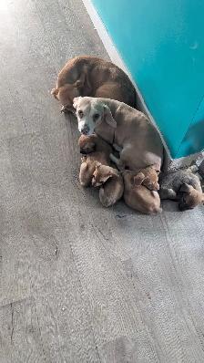 CHIWEENIES! - Photo 2