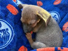 CHIWEENIES! - Photo 3