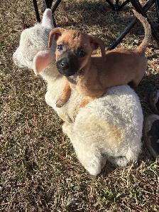 CHIWEENIES! - Photo 4