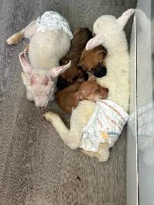 CHIWEENIES! - Photo 5