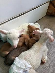 CHIWEENIES! - Photo 6