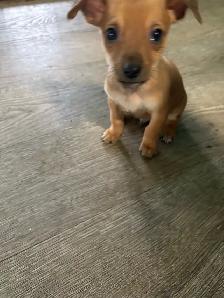 CHIWEENIES! - Photo 7