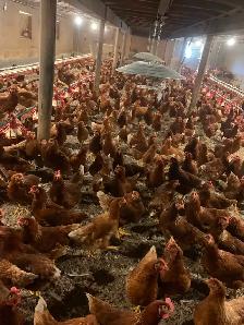 Poule pondeuse