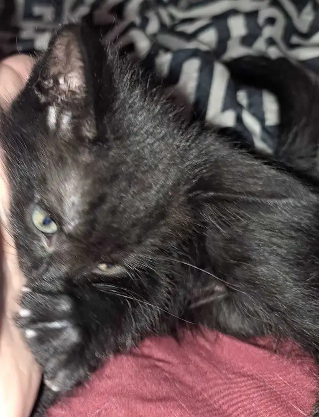 1 black kitten for rehoming