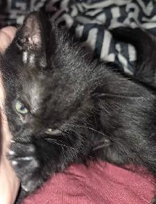 1 black kitten for rehoming