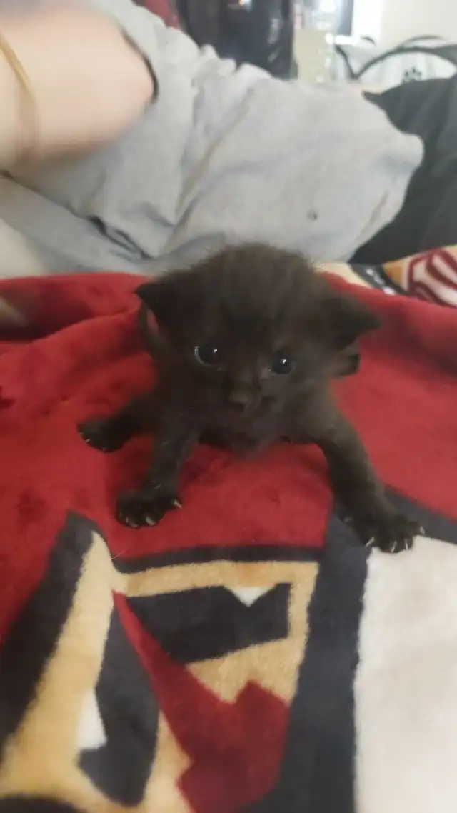 1 black kitten for rehoming - Photo 2