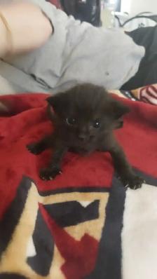 1 black kitten for rehoming - Photo 2