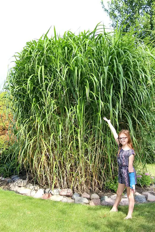 Bamboo grass