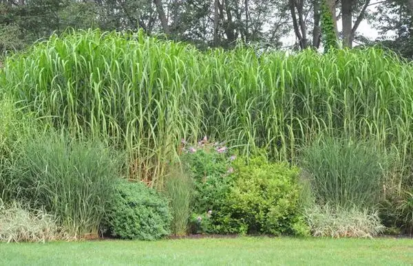 Bamboo grass - Photo 2