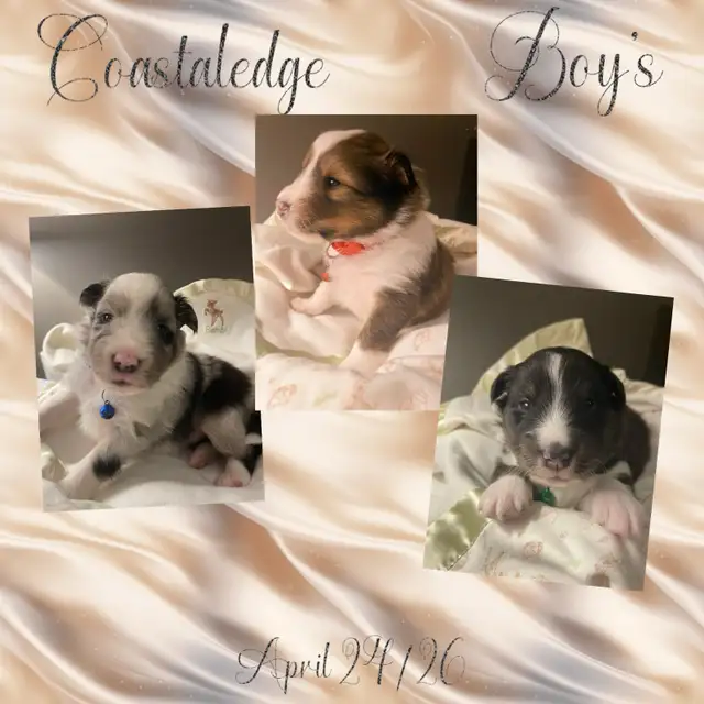 CKC Sheltie Puppies
