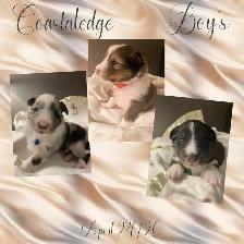 CKC Sheltie Puppies