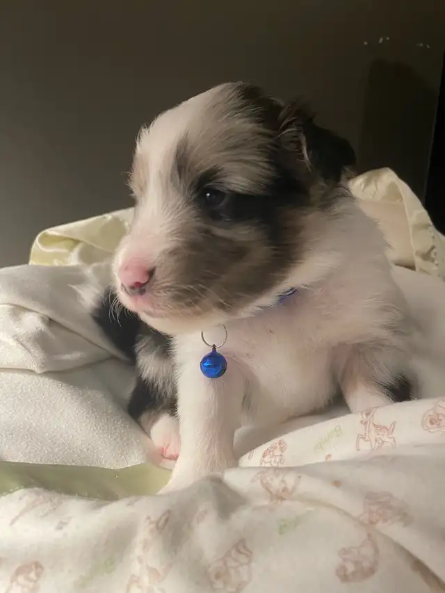 CKC Sheltie Puppies - Photo 2