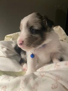 CKC Sheltie Puppies - Photo 2