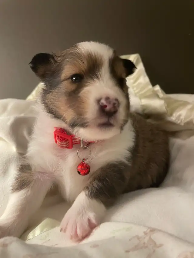 CKC Sheltie Puppies - Photo 3