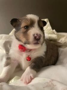 CKC Sheltie Puppies - Photo 3