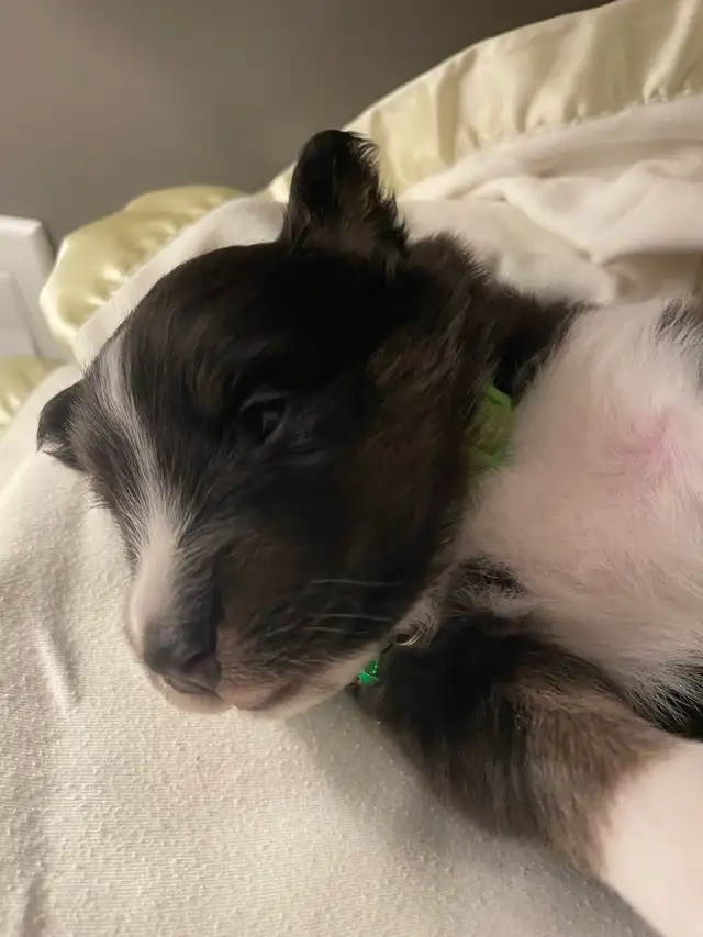 CKC Sheltie Puppies - Photo 4